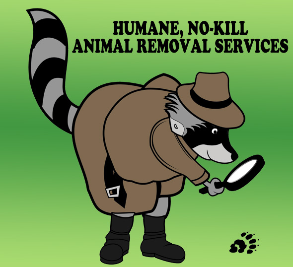 Wildlife Detectives | Animal Removal Services